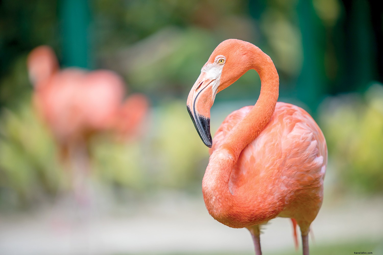 8 de nos raisons préférées de vous évader aux Bahamas 